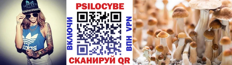 купить MEGA онион Галлюциногенные грибы Psilocybine cubensis Новокубанск